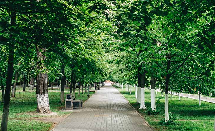 Bairro arborizado.