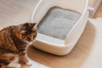 Gato sentado perto de sua caixa de areia.