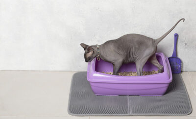 Descubra como tirar cheiro de urina de gato do ambiente