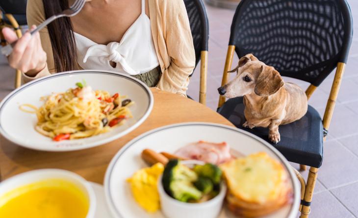 Cachorro sentado na cadeira enquanto a tutora almoça em restaurante.