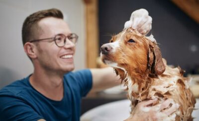 Aprenda conosco a como dar banho em cachorro da forma certa