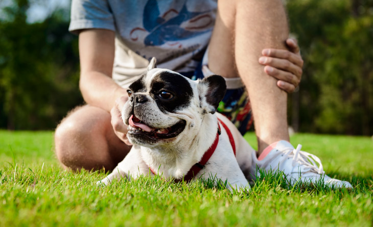 cachorro deitado na grama e pessoa sentada atrás